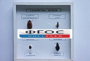 Коллекция "Семейство жуков" - fgospostavki.ru - Иркутск