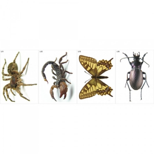 Модель-аппликация Многообразие беспозвоночных - fgospostavki.ru - Иркутск