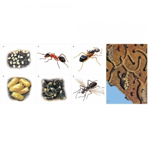 Модель-аппликация Муравьи. Устройство муравейника - fgospostavki.ru - Иркутск