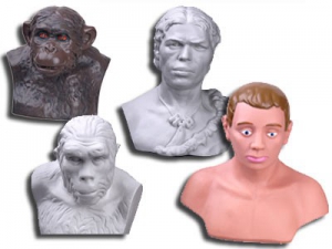 Комплект палеонтологических моделей "Происхождение человека" - fgospostavki.ru - Иркутск