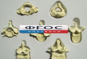 Модель "Позвонки" (из 7 штук) - fgospostavki.ru - Иркутск