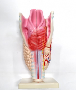 Модель "Гортань" - fgospostavki.ru - Иркутск