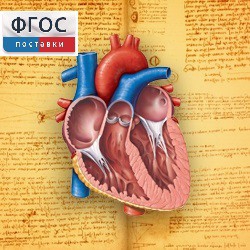 Анатомия (Цифровой атлас школьника) - fgospostavki.ru - Иркутск