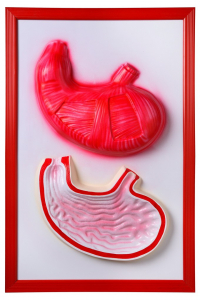 Барельефная модель "Желудок" - fgospostavki.ru - Иркутск