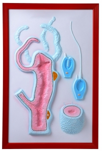 Барельефная модель "Строение гидры" - fgospostavki.ru - Иркутск