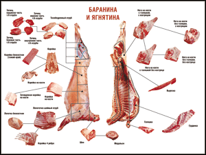 Таблица "Правила разделки мясных туш. Баранина и ягнятина" (100х140 сантиметров, винил) - fgospostavki.ru - Иркутск