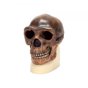 Модель черепа синантропа - fgospostavki.ru - Иркутск