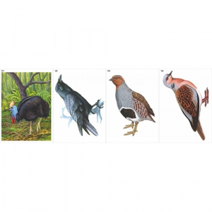 Модель-аппликация Многообразие хордовых. Птицы  - fgospostavki.ru - Иркутск