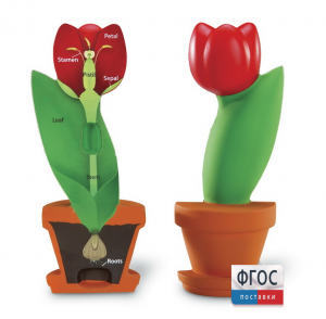 Модель цветка - fgospostavki.ru - Иркутск