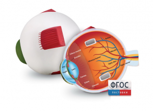 Модель глаза человека (анатомическая) - fgospostavki.ru - Иркутск