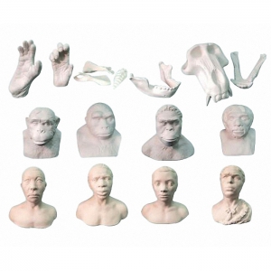 Набор моделей палеонтологических находок "Происхождение человека"	 - fgospostavki.ru - Иркутск