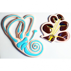 Модель барельефная "Ухо человека". Вариант 2 - fgospostavki.ru - Иркутск