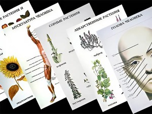 Таблицы по природоведению 1-3 класс (46 штук, формат А2) - fgospostavki.ru - Иркутск