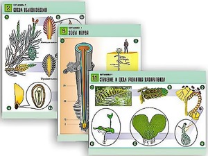 Комплект таблиц по биологии демонстрационных "Ботаника 1" (12 таблиц, формат А1, ламинированные) - fgospostavki.ru - Иркутск