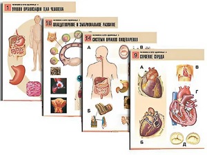Комплект таблиц по биологии демонстрационных "Человек и его здоровье 1" (20 таблиц, формат А1, ламинированные) - fgospostavki.ru - Иркутск
