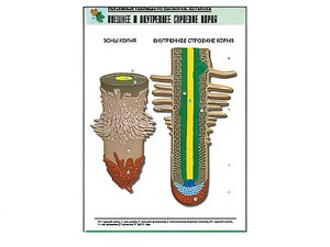 Рельефная таблица "Внешнее и внутреннее строение корня" (формат А1, матовое ламинирование) - fgospostavki.ru - Иркутск