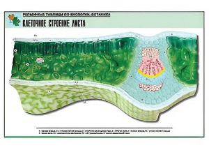 Рельефная таблица "Клеточное строение листа" (формат А1, матовое ламинирование) - fgospostavki.ru - Иркутск