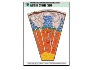 Рельефная таблица "Клеточное строение стебля" (формат А1, матовое ламинирование) - fgospostavki.ru - Иркутск