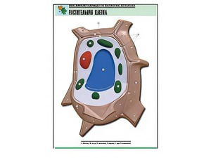 Рельефная таблица "Растительная клетка" (формат А1, матовое ламинирование) - fgospostavki.ru - Иркутск