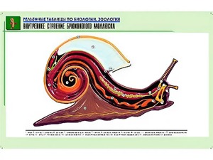 Рельефная таблица "Внутреннее строение брюхоногого моллюска" (формат А1, матовое ламинирование) - fgospostavki.ru - Иркутск