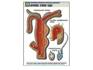 Рельефная таблица "Внутреннее строение гидры" - fgospostavki.ru - Иркутск