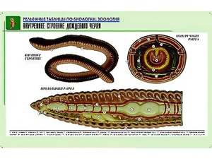 Рельефная таблица "Внутреннее строение дождевого червя" (формат А1, матовое ламинирование) - fgospostavki.ru - Иркутск