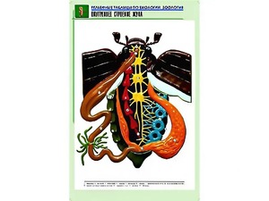 Рельефная таблица "Внутреннее строение жука" (формат А1, матовое ламинирование) - fgospostavki.ru - Иркутск