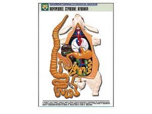 Рельефная таблица "Внутреннее строение кролика" (формат А1, матовое ламинирование) - fgospostavki.ru - Иркутск