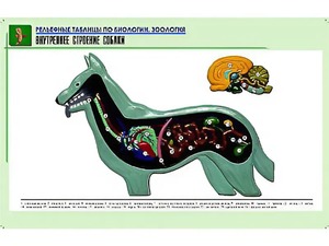 Рельефная таблица "Внутреннее строение собаки" (формат А1, матовое ламинирование) - fgospostavki.ru - Иркутск
