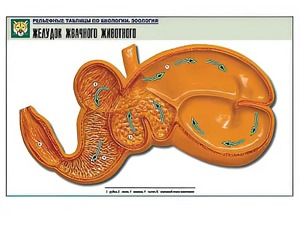 Рельефная таблица "Желудок жвачного животного" (формат А1, матовое ламинирование) - fgospostavki.ru - Иркутск