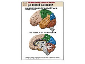 Рельефная таблица "Доли полушарий головного мозга" (формат А1, матовое ламинирование) - fgospostavki.ru - Иркутск