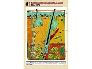 Рельефная таблица "Кожа. Разрез" (формат А1, матовое ламинирование) - fgospostavki.ru - Иркутск