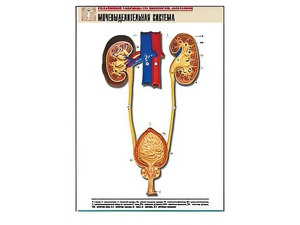 Рельефная таблица "Мочевыделительная система" (формат А1, матовое ламинирование) - fgospostavki.ru - Иркутск
