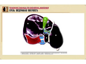 Рельефная таблица "Печень. Висцеральная поверхность" (формат А1, матовое ламинирование) - fgospostavki.ru - Иркутск