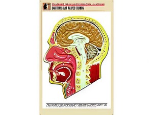 Рельефная таблица "Сагиттальный разрез головы" (формат А1, матовое ламинирование) - fgospostavki.ru - Иркутск