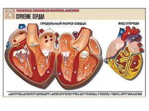 Рельефная таблица "Строение сердца" (формат А1, матовое ламинирование) - fgospostavki.ru - Иркутск