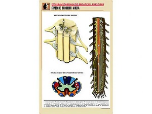 Рельефная таблица "Строение спинного мозга " (формат А1, матовое ламинирование) - fgospostavki.ru - Иркутск