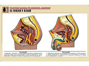 Рельефная таблица "Таз мужской и женский" (формат А1, матовое ламинирование) - fgospostavki.ru - Иркутск