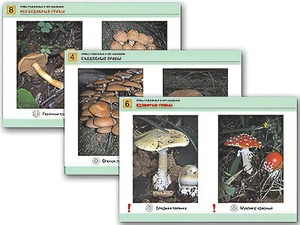 Комплект таблиц раздаточных "Грибы съедобные и несъедобные" (цветные, ламинированные, А4, 8 штук) - fgospostavki.ru - Иркутск