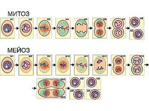 Модель-аппликация "Деление клетки. Митоз и мейоз" (ламинированная) - fgospostavki.ru - Иркутск