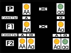 Модель-аппликация "Моногибридное скрещивание" (ламинированная) - fgospostavki.ru - Иркутск