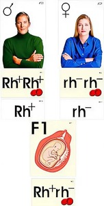 Модель-аппликация "Наследование резус-фактора" (ламинированная) - fgospostavki.ru - Иркутск
