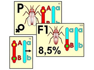 Модель-аппликация "Перекрест хромосом" (ламинированная) - fgospostavki.ru - Иркутск