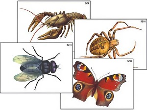 Модель-аппликация "Разнообразие беспозвоночных" (ламинированная) - fgospostavki.ru - Иркутск