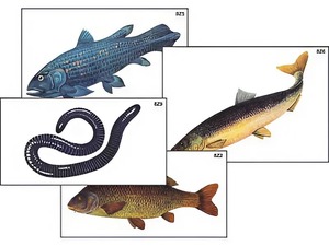 Модель-аппликация "Разнообразие низших и высших хордовых" (ламинированная) - fgospostavki.ru - Иркутск