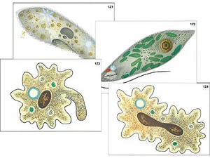 Модель-аппликация "Строение и разнообразие простейших" (ламинированная) - fgospostavki.ru - Иркутск