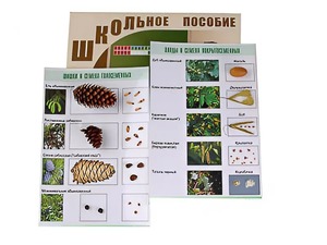 Коллекция "Шишки, плоды, семена деревьев и кустарников" - fgospostavki.ru - Иркутск