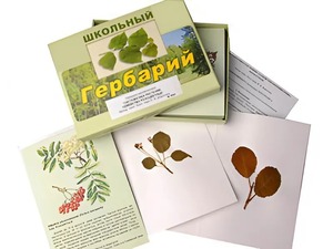 Гербарий "Систематика растений. Семейство Розоцветные" (раздаточный) - fgospostavki.ru - Иркутск