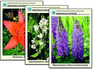 Гербарий фотографический "Основные группы растений" - fgospostavki.ru - Иркутск