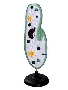 Модель инфузории-туфельки - fgospostavki.ru - Иркутск